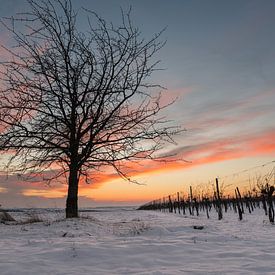 Winter in de wijngaard van Alexander Kiessling
