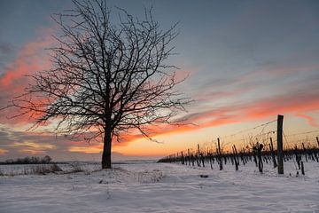 Winter in the vineyard by Alexander Kiessling