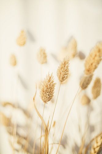 Phalaris arundinacea 'Picta'