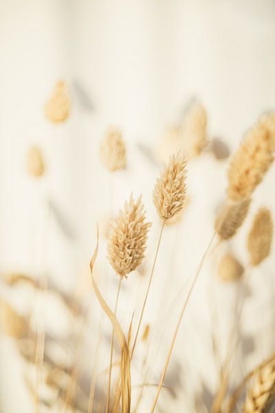 Phalaris arundinacea 'Picta' by Patrycja Polechonska