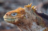 Leguaan op Galapagos van Marieke Funke thumbnail