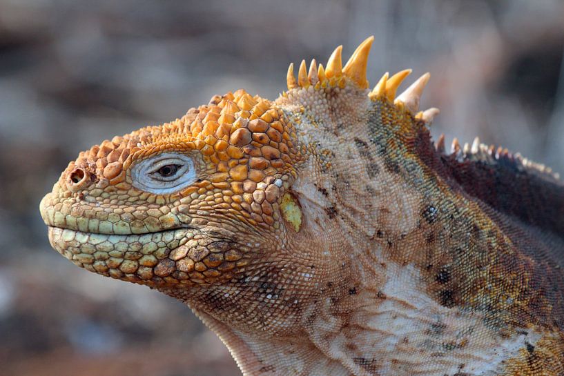 Leguaan op Galapagos van Marieke Funke