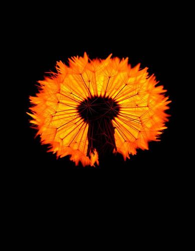 „Ember Dandelion XIV“