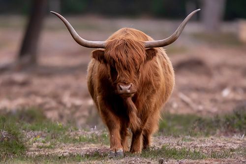 Schotse Hooglander in volle glorie