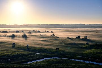 brouillard matinal dans le marais de Yerseke