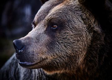 Big male Grizzly Bear by Graham Forrester