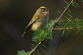 Goldcrest on a needle branch by Tomas Woppenkamp