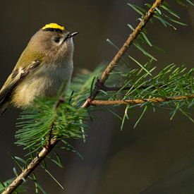 Goldcrest on a needle branch by Tomas Woppenkamp
