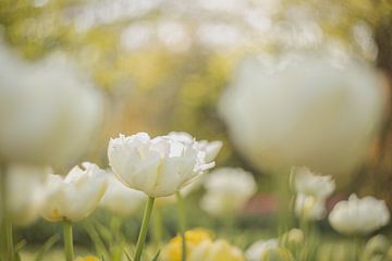 Tulpen kunst in het voorjaar, de lente is begonnen van Andy Luberti