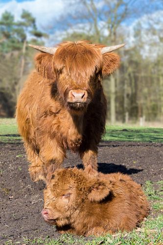 Scottish highlander cow standing next to brown newborn calf in meadow