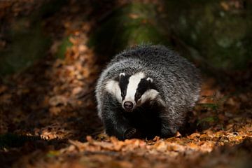 Badger ( Meles meles ) running through a spotlight on the ground of a forest, looks funny, frontal s by wunderbare Erde