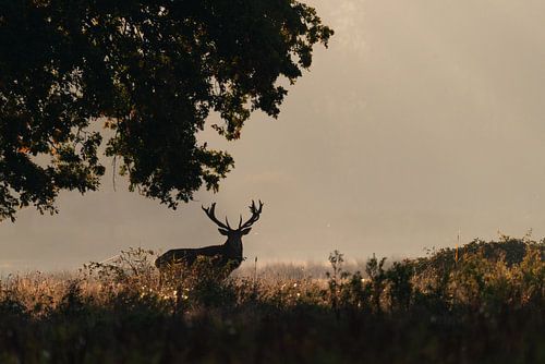 Red deer