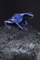Blauwe Pijlgifkikker (Dendrobates tinctorius azureus)
