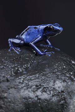 Blauwe Pijlgifkikker (Dendrobates tinctorius azureus) van Ronald Pol