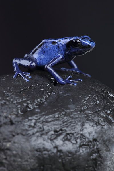 Blue Poison Dart Frog (Dendrobates tinctorius azureus) by Ronald Pol