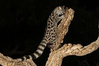 Genetkat in de nacht. Hij lijkt enigszins op een kat, en is nauw verwant is aan mangoesten.