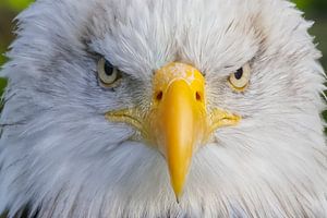 Oog in oog met de Amerikaanse zeearend.