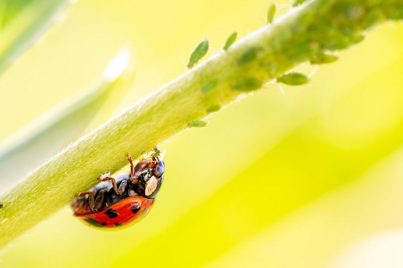 Upside down ladybug by MdeJong Fotografie