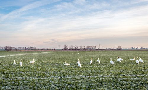 Wild swans forage in the frozen grassland by Ruud Morijn