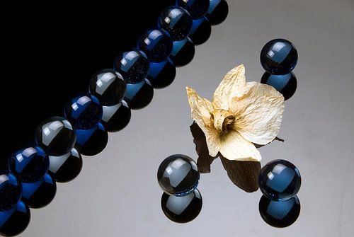 orchid with blue marbles