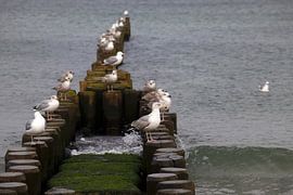Baltic Sea by Thomas Jäger