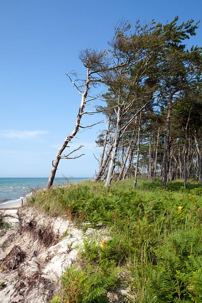 Baltic Sea: Darß - West Beach by t.ART
