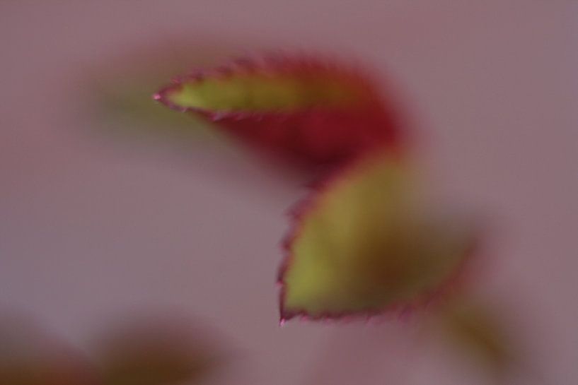 Contrast by Wendy Schellekens