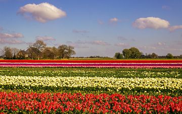 Tulpenveld van Marga Vroom