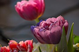 The bouquet of tulips by Photoart-Naegele