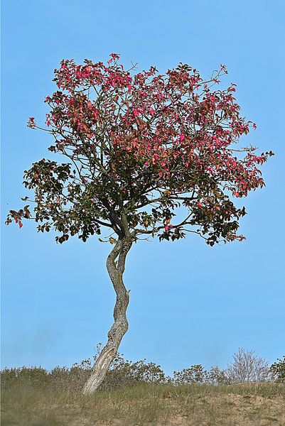 Amsterdamse waterleidingduinen op z'n mooist van Peter Bartelings