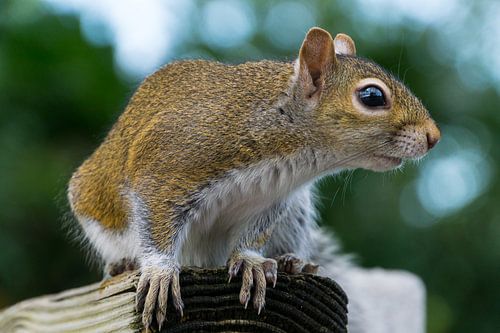 USA, Florida, Nieuwsgierige bruine eekhoorn zittend op de rand