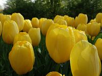 Yellow Power