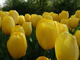 Yellow Power by Ronald Wakker