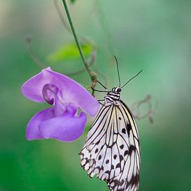 Schmetterling auf lila Blume von Patricia van Kuik