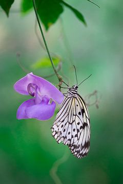 Vlinder aan paarse bloem van Patricia van Kuik