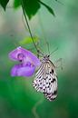 Butterfly on purple flower by Patricia van Kuik thumbnail