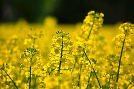 Raps im Mai von Thomas Jäger