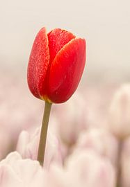 Rode tulp steekt boven  het veld uit van Michel Knikker