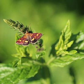 Pyrale d'or / teigne de la menthe sur Matthias Brix