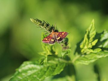 European gold borer / mint moth by Matthias Brix