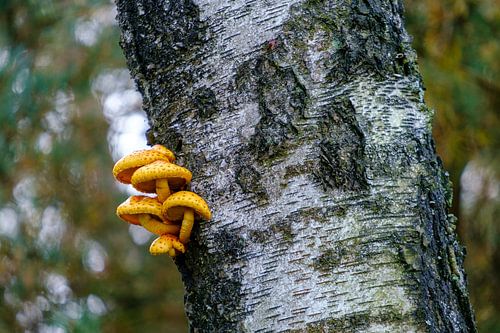 Berk met oranje zwammetjes
