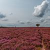 La bruyère Ermelosche en pleine floraison (0208) sur Reezyard