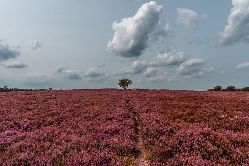 The Ermelosche heath in full bloom (0208) by Reezyard