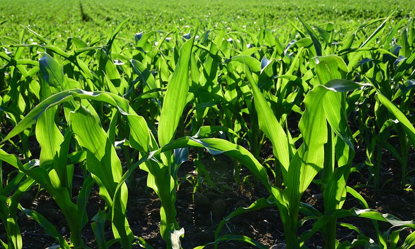 Corn plants against the light by Ulrike Leone