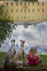 Im Schutz der Whippets