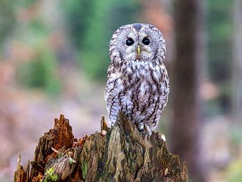 Ein Waldkauz hält Ausschau