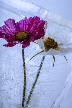 Cosmea-bloemen rood en wit in ijs van Marc Heiligenstein