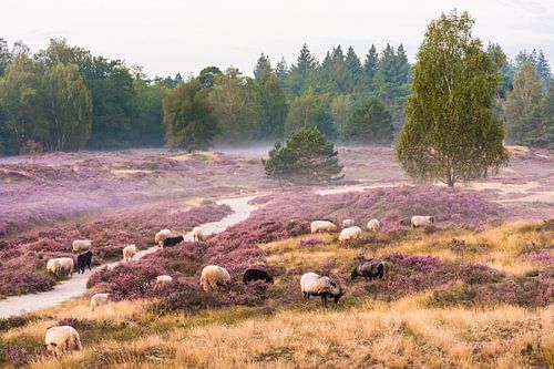 Schapen op de heide in bloei in de mist
