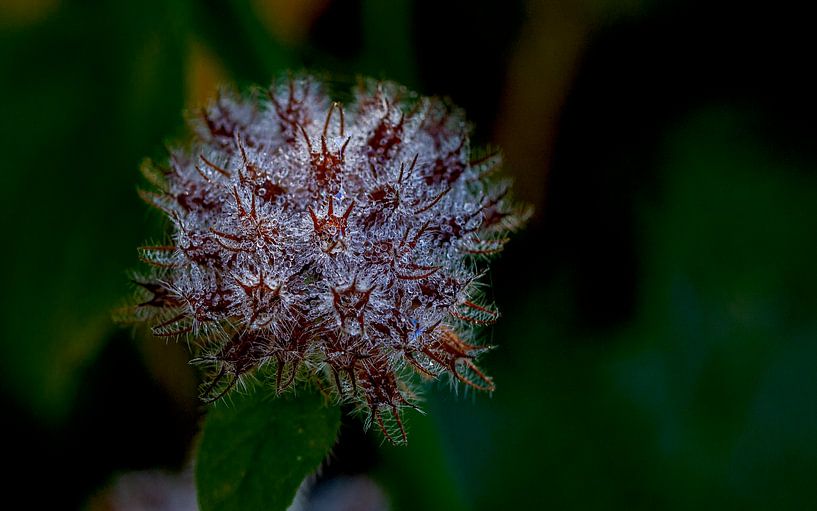 Herfst van Mike Broers