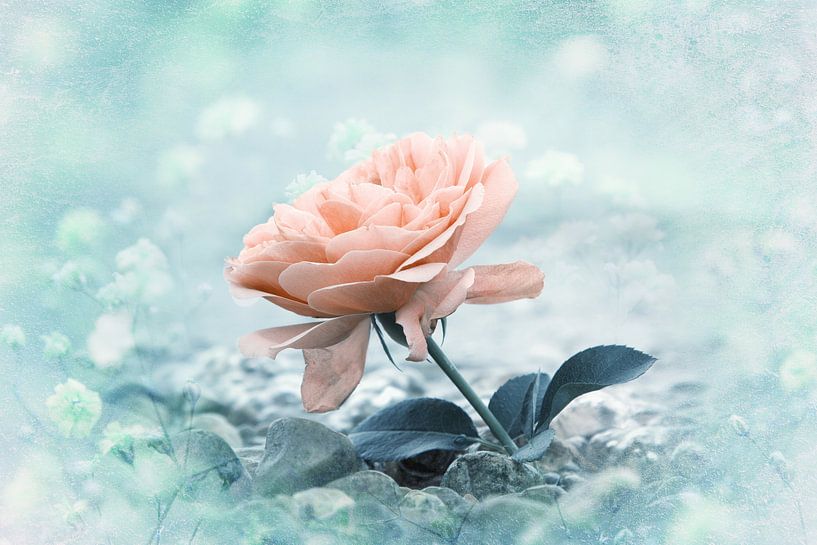 one orange rose flower at the stony beach, soft water background. floral texture turquoise by SusaZoom